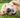 Golden retriever on grass smiling at camera with mouth open