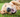 Golden retriever on grass smiling at camera with mouth open