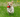 Dog running through grass with red toy in mouth