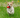 Dog running through grass with red toy in mouth