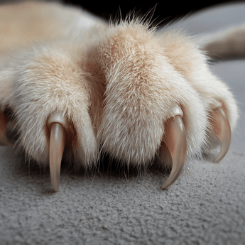 Cat Claw on Carpet