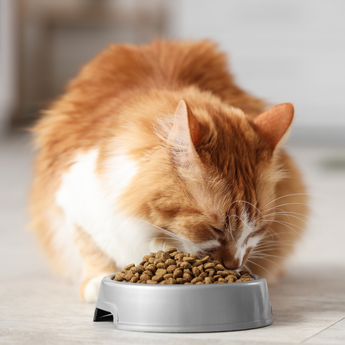 Joint Support Cat Food