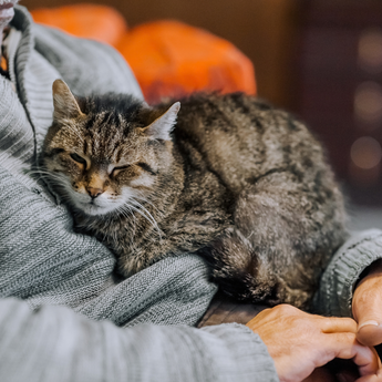 Older cat in the arms of owner