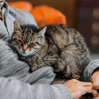 Older cat in the arms of owner