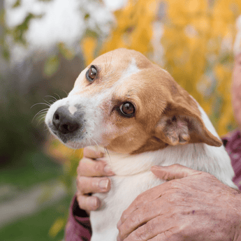 Older dog in the arms of owner
