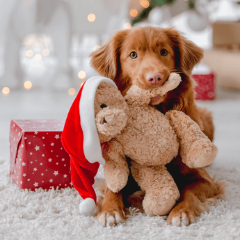 Christmas - Presents for Pets