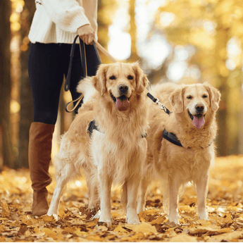 Autumn - Walk Essentials