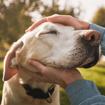 Dog getting head scratched