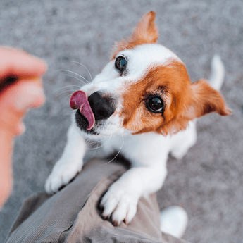 Young Jack Russell terrier begging for a treat, while licking their lips.
