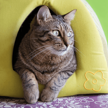 Cat in the entrance to a covered padded bed