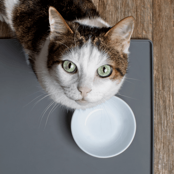 Cat Bowls, Bottles & Feeding