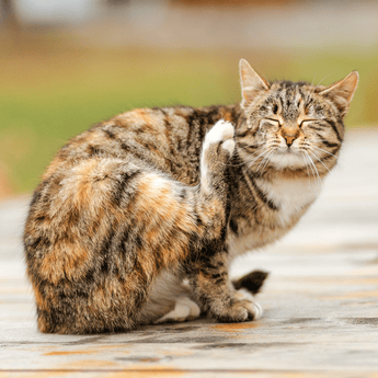 Cat Flea, Worm & Tick