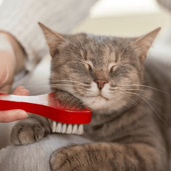 Cat getting groomed with brush under the chin