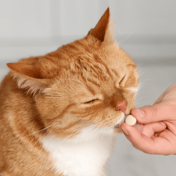 Cat Supplements