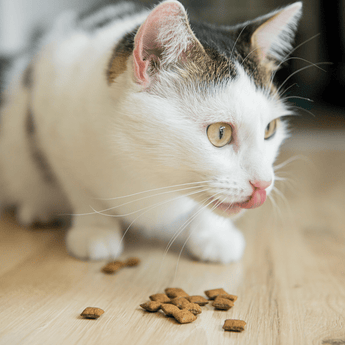 Cat eating treats from floor