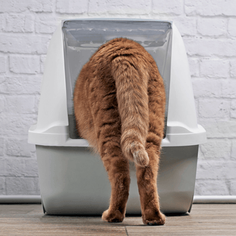 Cat entering covered litter tray