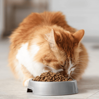 Cat eating food from bowl on floor