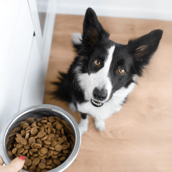 Dog waiting for food bowl to be placed down for them