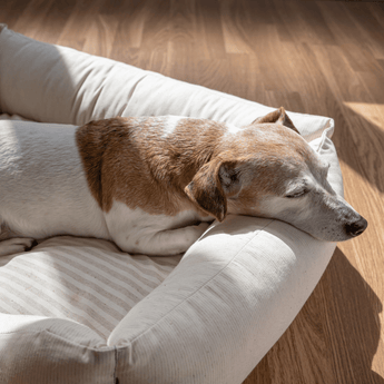 Dog Beds, Bedding & Mats