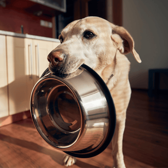 Dog Bowls, Bottles & Feeding
