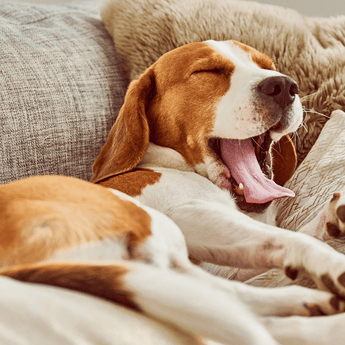 Dog Calming & Anxiety Relief