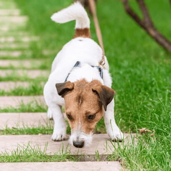Dog Joint Care