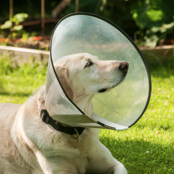 Dog Recovery