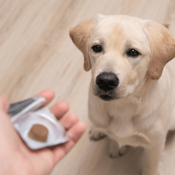 Dog looking at health supplement