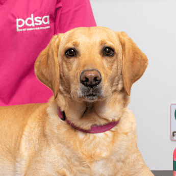 Dog with PDSA Vet