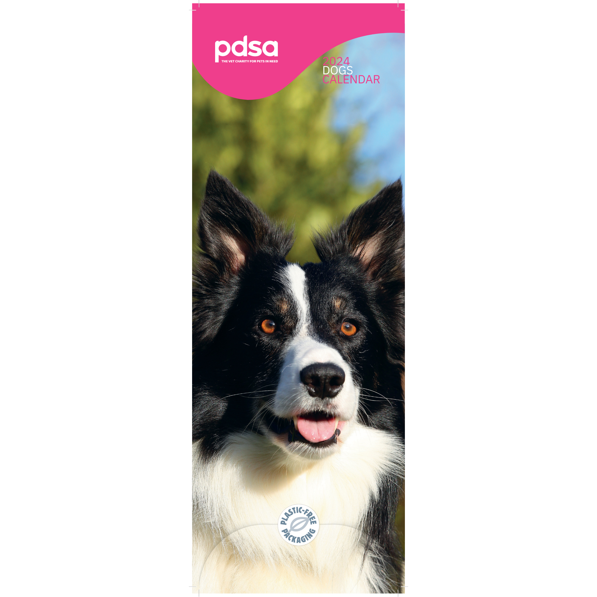 Border Collie - PDSA