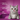 A purple background with the benefits of Whiskas Dentabites with Chicken in white text. Pictured next to a silver tabby cat.