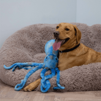 Golden Labrador lying in a fleece bed with a blue and grey standard Ancol Phil the Kraken octopus.