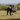 A black spaniel puppy carrying a grey and plaid Ancol Heritage Toby toad dog toy in it's mouth, outside on grass.