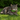 A brown tabby cat lying on green grass outdoors, wearing an Ancol bright neon green collar with a small bell.