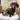 A brown and tan dachshund sat in a wicker chair with cushions and an Ancol plush mini leopard dog toy lying next to it.