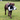Chocolate Labrador carrying an Ancol 'Made From' Plush panda dog toy in it's mouth, pictured in a garden.