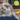 White and brown rabbit being held by someone in a blue jacket, that is off camera. The rabbit is being brushed with a small Ancol yellow slicker brush with white bristles for rabbits. In the top right corner of the image is a circle with a illustrated rabbit, guinea pig and gerbil, below text says 'For small pets'.