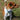 Jack Russell terrier wearing a blue Ancol Buckle dog collar, pictured outside on grass.