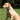Yellow Labrador sat on grass, wearing a blue Ancol Padded collar with a metal buckle and D-ring.