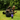 Rottweiler dog rolling on grass in a garden. With a black and purple bottle of Animology True Colours, dog shampoo in the foreground.