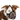 White background with a brown and white collie dog wearing a black basket Baskerville ULTRA dog muzzle with black fabric straps.