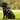 Black Patterdale terrier wearing a purple Halti harness with a Halti Double Ended lead attached, pictured outside on grass.