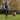 Blonde lady walking a yellow Labrador which is wearing a Black Halti 'No Pull' Harness.
