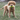 KONG AirDog Squeaker Dumbbell in the mouth of a young dog