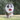Boarder Collie running in grass with KONG toy in its mouth