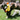 Two Newfoundland type dogs playing with a KONG Comfort yellow dog toy in a garden setting.