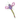 White background with a KONG Flingaroo Dragonfly cat toy, the main body is made from purple fabric with a stripy green, purple and pink tail.