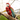 Scarlet Macaw parrot holding small red Kong in it's claws, while eating the treats inside.