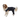 White background with an adult brown and white Collie type dog wearing a black bodysuit with full length hind legs while standing sideways pictured.