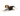 White background with an adult brown and white Collie type dog wearing a black bodysuit with a grey trim while lying down pictured.